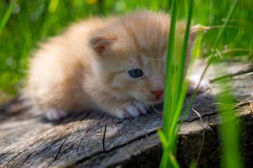 Little ginger kitten crouching on a tree stump