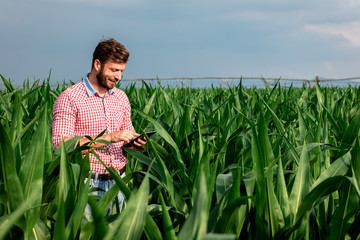 Farmer standing in corn field holding tablet in his hand and examining crop.