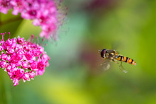 A Syrphe Hovering Near A Spirea Flower