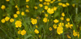 Fototapeta Kwiaty - Buttercup flower. Netherlands