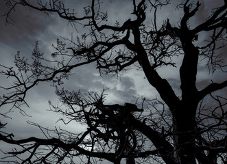 Wall Mural - Silhouette dead tree on dark dramatic sky and white clouds background for peaceful death. Despair and hopeless concept. Sad of nature. Death and sad emotion background. Dead branches unique pattern.