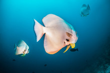 School Of Bat Fish Swimming In The Wild Among Coral Reef