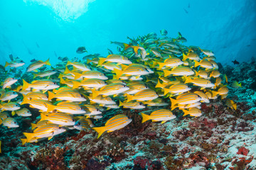 School of yellow snappers swimming together among the reef