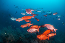 School Of Vibrant Red Fish In Clear Blue Water