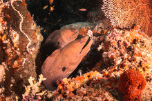 Moray Eel Resting Among The Coral Reef