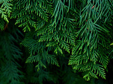 Green Thuja Tree Branches Background.