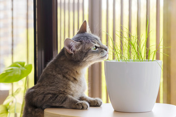 Gray tabby cat sniffing fresh green grass and green oats. Cat grass, pet grass. Pet care, Natural food and vitamins for pets concept. Health of Pets