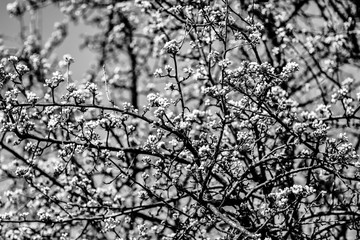  beautiful twigs of flowering trees in spring