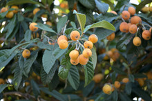 A Medlar Tree With Fruits In May In A Private Garden In Finestrat-Spain.