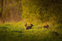 European Rabbit - Oryctolagus Cuniculus On A Meadow