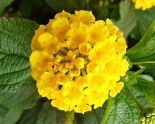 Close-up Of Yellow Lantana Camara Blooming Outdoors