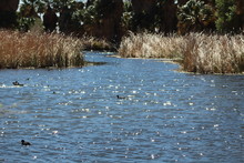 Coots Swimming In Lake