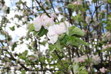 Fototapeta Las - 
Tender pink flowers bloom on an apple tree in spring in the garden on a sunny day.