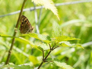 Canvas Print - brown butterfly on a leaf