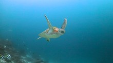 Green Turtle Swims Towards Camera And Away Again