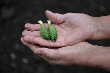 Wall Mural - two small young green cucumbers, just plucked from the garden, are held tenderly in two hands by an old elderly woman against the background of the earth