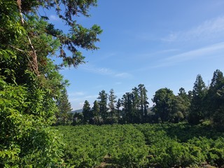 forest and sky