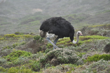 an ostrich walking around side view
