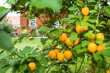 Mirabelle Plum Fruit Tree In UK Garden