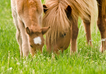 A very beautiful small chestnut foal of an Icelandic horse with a white blaze,is grazing near to it`s mother in the meadow