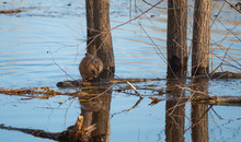 The Muskrat Crawled Out Of The Water Onto A Flooded Tree Trunk And Washes Its Face.