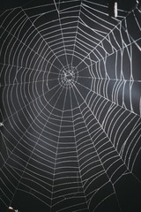 spider's web on a black background.