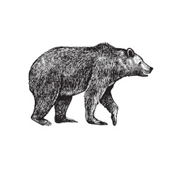 big brown bear or grizzly. hand drawn vector illustration. vintage image of a wild animal.
