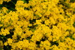 Smagliczka skalna wiosenne żółte kwiaty na skalniak 