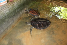 Black Turtle In The Pond