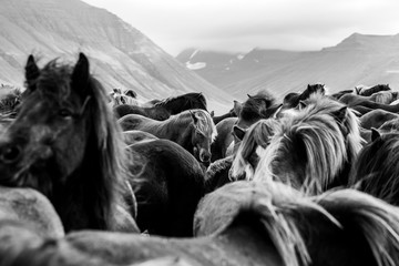 crowd of horses