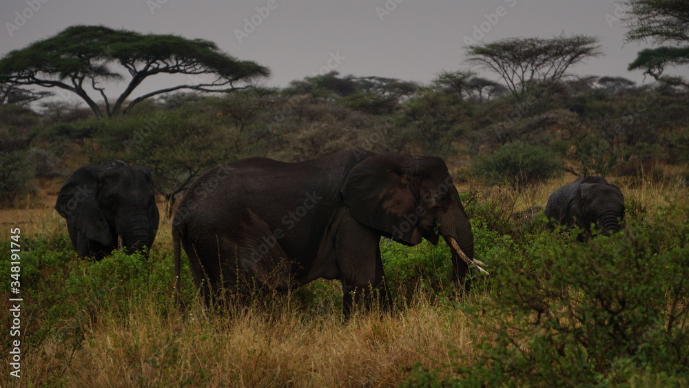 elephants in the savannah