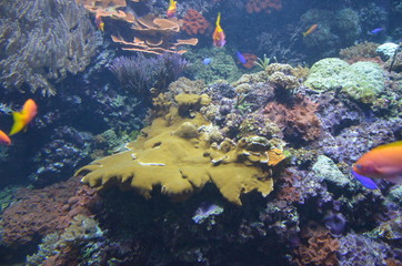 Wall Mural - Coral in the Berlin Aquarium, Germany