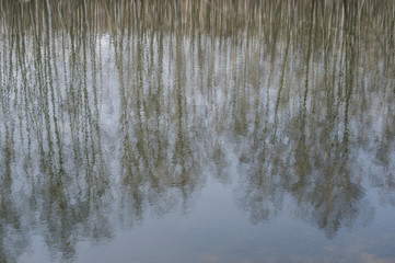 Reflection of trees in the lake