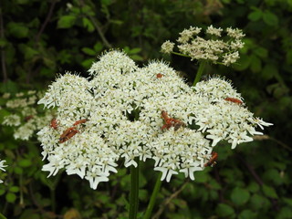 A group of brown instincts walks on white flowers