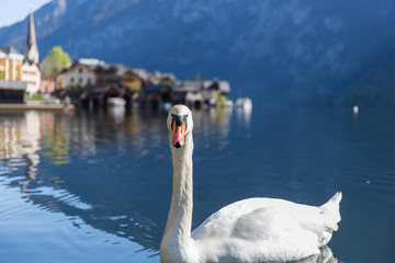 swan swims in the lake between mountains