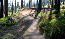 spruce forest in which there is a track for bicycles trail tilted bends one after the other dug in the ground into perfect shapes mountain bikes even for children