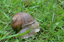 Close-up Of Snail On Grass