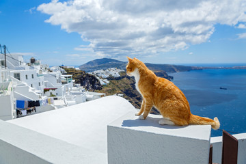 Red cat looks at the sea early in the morning