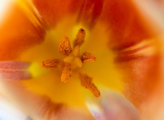 
macro photo of a yellow tulip flower