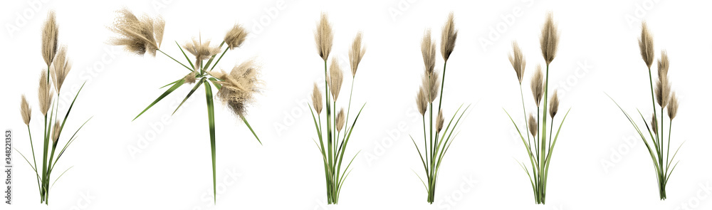 Set or collection of pampas grass isolated on white background. Concept or conceptual 3d illustration for nature, ecology and conservation, beauty and health, spring or summer - obrazy, fototapety, plakaty 
