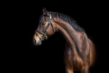 Wall Mural - A brown  horse with bridle against black background