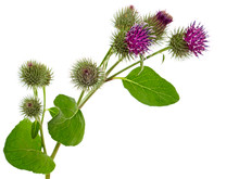 Burdock Blooming Plant With Purple Flower Head Isolated On White, Arctium Lappa