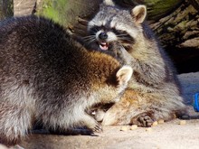 Playful Raccoons On Field
