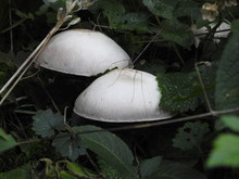 Two White Mushrooms And A Spider
