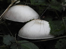 Two White Mushrooms And A Spider