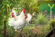 Chicken White Leghorn family. rooster and hen standing on a wooden perch on background of husbandry natural animal lifestyle farming garden organic in the backyard.