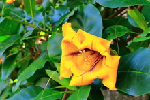 Solandra Maxima Flower From La Gomera, Canary Islands