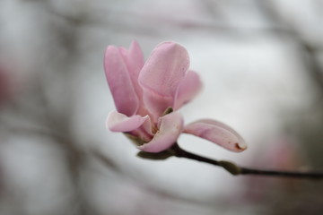 Close up of pink Magnolia flowers in spring season.