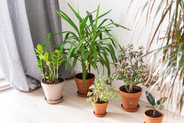 Wall Mural - Beautiful green indoor Yucca aloifolia and Ficus benjamina Kinky flower, Ficus with Zamioculcas and Crassula ovata, home decorative plants on the background of a white wall