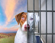© annette shaff - cute studio photo of a shelter dog on a isolated background